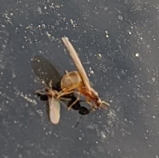 Brachymyrmex depilis photo 60