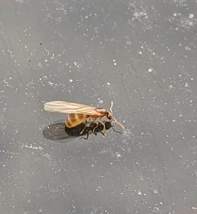 Brachymyrmex depilis photo 61