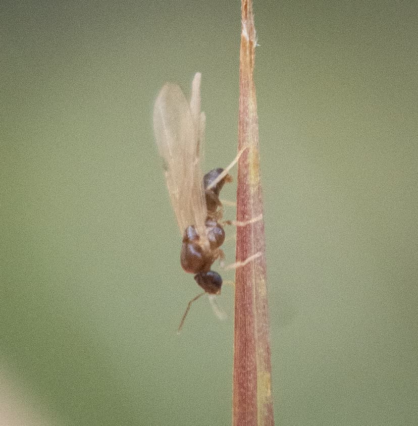 Brachymyrmex depilis photo 1
