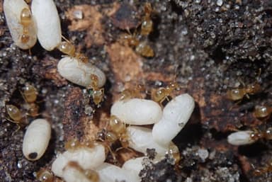 Brachymyrmex depilis photo 2