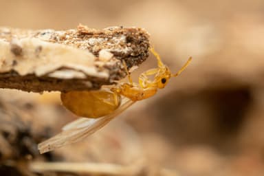 Brachymyrmex depilis photo 3