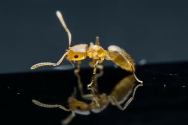 Brachymyrmex depilis photo 5