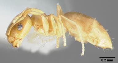 Brachymyrmex depilis — queen photo 7