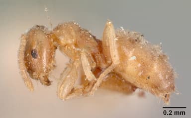 Brachymyrmex depilis — queen photo 8