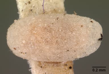 Brachymyrmex depilis — queen photo 9