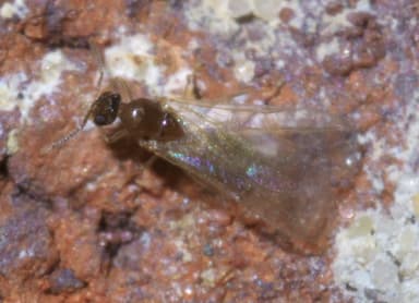 Brachymyrmex depilis photo 10