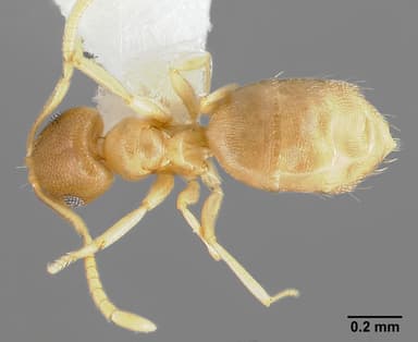 Brachymyrmex depilis — queen photo 11