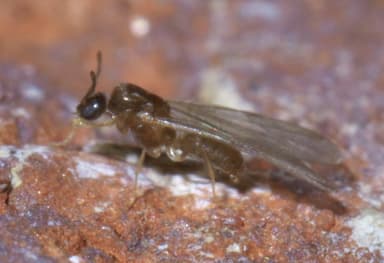 Brachymyrmex depilis photo 12