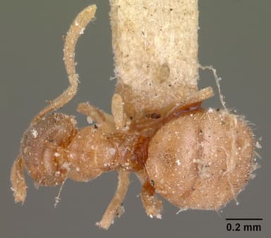 Brachymyrmex depilis — queen photo 13