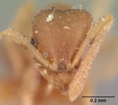 Brachymyrmex depilis — queen photo 14