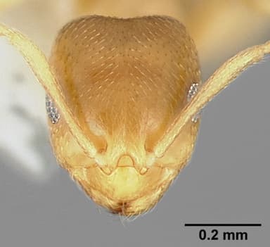 Brachymyrmex depilis — queen photo 15