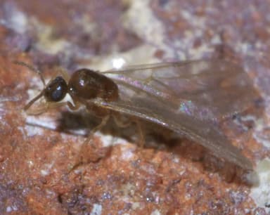 Brachymyrmex depilis photo 16