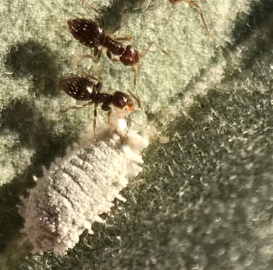 Brachymyrmex patagonicus photo 13
