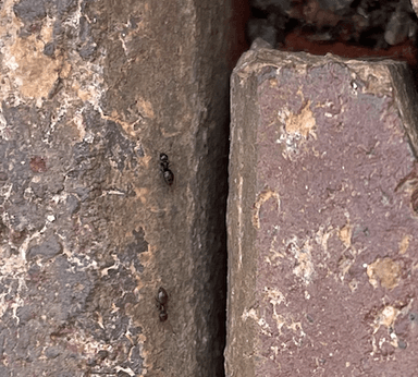 Brachymyrmex patagonicus photo 27