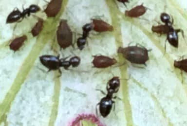 Brachymyrmex patagonicus photo 38