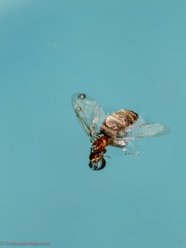 Brachymyrmex patagonicus photo 42