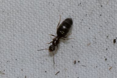 Brachymyrmex patagonicus photo 45