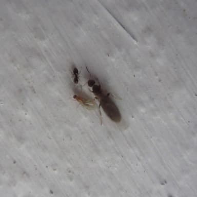 Brachymyrmex patagonicus photo 46