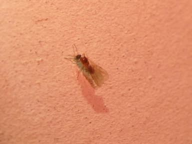 Brachymyrmex patagonicus photo 54