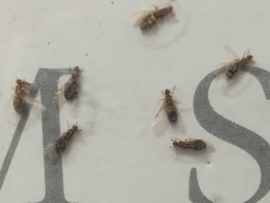 Brachymyrmex patagonicus photo 57