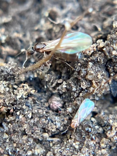 Brachymyrmex patagonicus photo 64