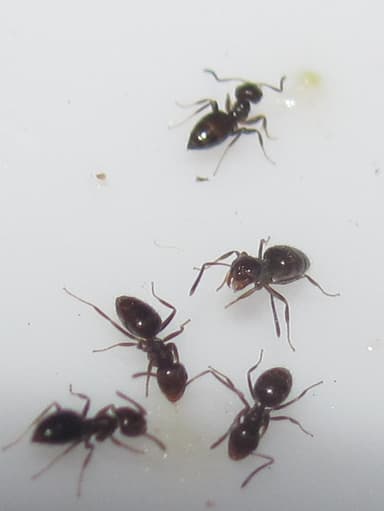 Brachymyrmex patagonicus photo 69