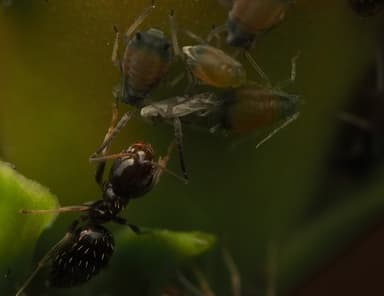 Brachymyrmex patagonicus photo 73