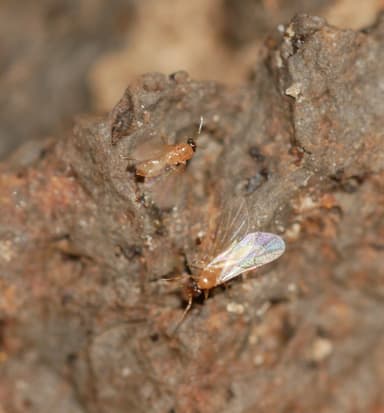 Brachymyrmex patagonicus — queen photo 77