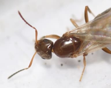 Brachymyrmex patagonicus photo 84