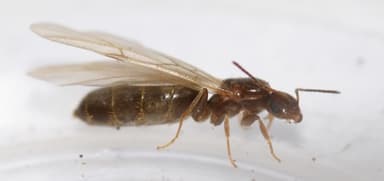 Brachymyrmex patagonicus photo 85