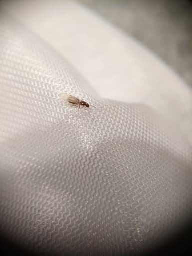 Brachymyrmex patagonicus photo 88