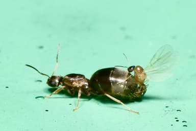 Brachymyrmex patagonicus photo 89