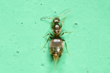 Brachymyrmex patagonicus photo 93