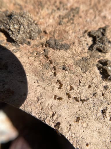 Brachymyrmex patagonicus photo 94