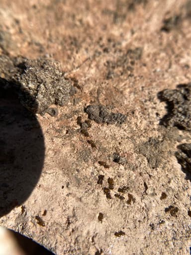 Brachymyrmex patagonicus photo 95