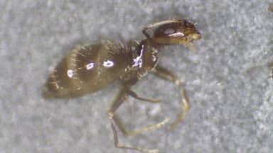Brachymyrmex patagonicus photo 101