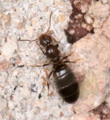 Brachymyrmex patagonicus photo 105