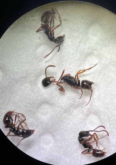 Brachyponera chinensis — queen photo 10