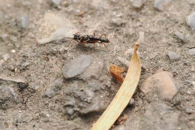 Brachyponera chinensis — queen photo 13