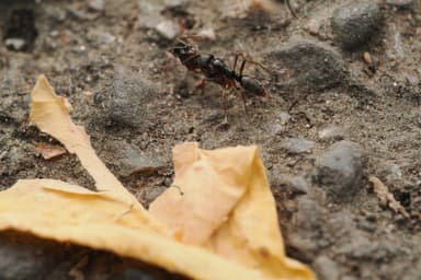 Brachyponera chinensis — queen photo 14