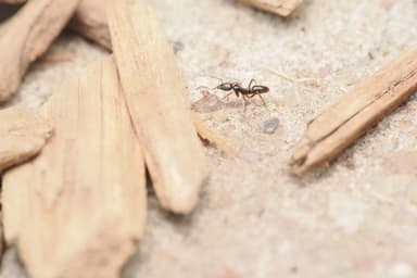 Brachyponera chinensis — queen photo 15