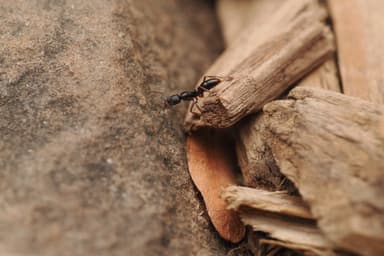 Brachyponera chinensis — queen photo 16