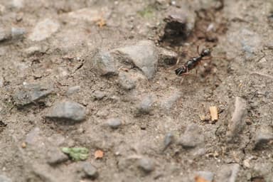 Brachyponera chinensis — queen photo 17
