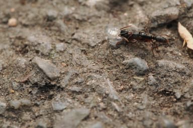 Brachyponera chinensis — queen photo 18
