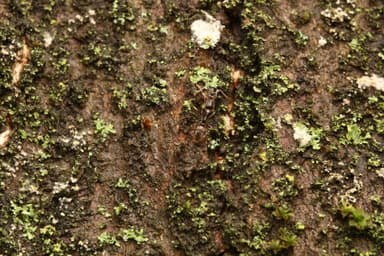 Brachyponera chinensis photo 20