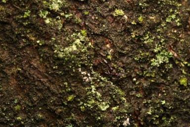 Brachyponera chinensis photo 23