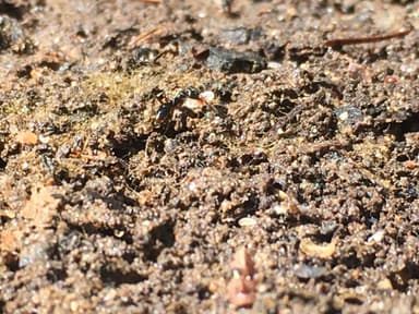 Brachyponera chinensis photo 46
