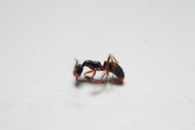 Brachyponera chinensis photo 58