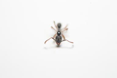 Brachyponera chinensis photo 59