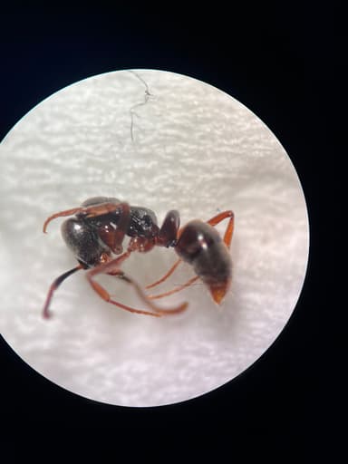 Brachyponera chinensis — worker photo 85